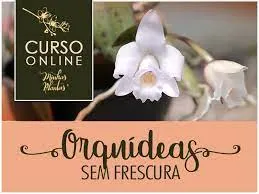 Orquídeas Sem Frescura – Curso Carol Costa Download Rápido
