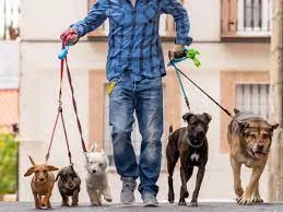 Curso Dog Walker Walker Dog: Baixar Completo Agora!