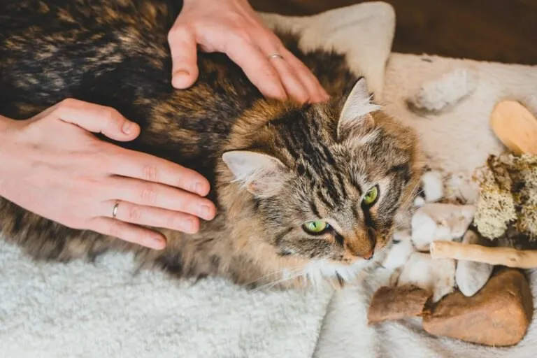 Massagens para Gatos com Julieta Viano: Download Completo